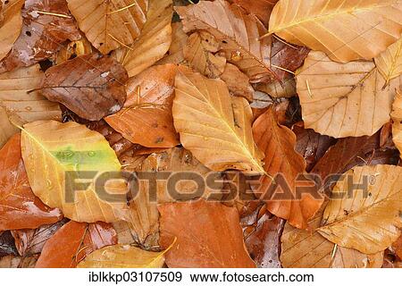 "Beech leaves in autumn, Thale, Saxony-Anhalt, Germany, Europe" View Large Photo Image Stock Photo - "Beech leaves in autumn, Thale, Saxony-Anhalt, Germany, Europe". Fotosearch