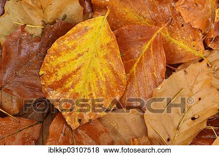 Stock Photo - "Beech leaves in autumn, Thale, Saxony-Anhalt, Germany, Europe". Fotosearch