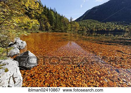 "Beech leaves, lake Hinterer Langbathsee, Ebensee, Salzkammergut region, Upper Austria, Austria, Europe" View Large Photo Image Stock Photo - "Beech leaves, lake Hinterer Langbathsee, Ebensee, Salzkammergut region, Upper Austria, Austria, Europe". Fotosearch