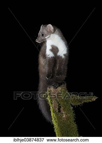 "Beech marten (Martes foina), South Eifel, Rhineland-Palatinate, Germany, Europe" View Large Photo Image Stock Photo - "Beech marten (Martes foina), South Eifel, Rhineland-Palatinate, Germany, Europe". Fotosearch