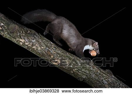 Stock Photo - "Beech marten (Martes foina) with a stolen egg, South Eifel, Rhineland-Palatinate, Germany, Europe". Fotosearch