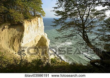 "Beech on the escarpment of the chalk cliffs of Mons Klint, Mon or Moen Island, Denmark, Europe" View Large Photo Image Stock Image - "Beech on the escarpment of the chalk cliffs of Mons Klint, Mon or Moen Island, Denmark, Europe". Fotosearch