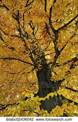 "Beech tree (Fagus) in autumn colours, Munich, Bavaria, Germany, Europe" View Large Photo Image Stock Image - "Beech tree (Fagus) in autumn colours, Munich, Bavaria, Germany, Europe". Fotosearch