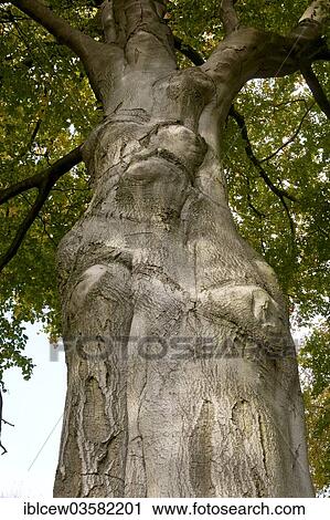 "Beech Tree (Fagus sylvatica) in autumn, Jersbeker Park, Jersbek, Stormarn District, Schleswig-Holstein, Germany, Europe" View Large Photo Image Stock Image - "Beech Tree (Fagus sylvatica) in autumn, Jersbeker Park, Jersbek, Stormarn District, Schleswig-Holstein, Germany, Europe". Fotosearch
