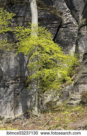 "Beech tree in spring at the Bastei rock formation, Rathewalde, Nationalpark Sachsiche Schweiz, Saxony, Germany, Europe" View Large Photo Image Stock Image - "Beech tree in spring at the Bastei rock formation, Rathewalde, Nationalpark Sachsiche Schweiz, Saxony, Germany, Europe". Fotosearch