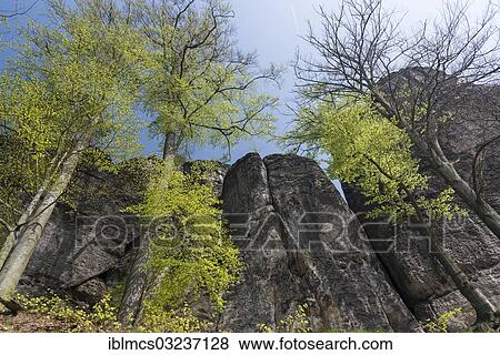 "Beech tree in spring at the Bastei rock formation, Rathen, Nationalpark Sachsiche Schweiz, Saxony, Germany, Europe" View Large Photo Image Stock Photo - "Beech tree in spring at the Bastei rock formation, Rathen, Nationalpark Sachsiche Schweiz, Saxony, Germany, Europe". Fotosearch