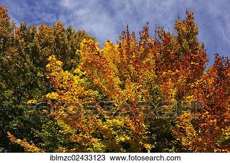 "Beech trees (Fagus) in autumn colours, Algersdorf, Franconian Switzerland, Middle Franconia, Bavaria, Germany, Europe" View Large Photo Image Stock Image - "Beech trees (Fagus) in autumn colours, Algersdorf, Franconian Switzerland, Middle Franconia, Bavaria, Germany, Europe". Fotosearch