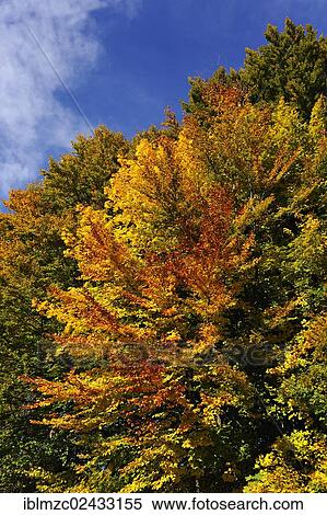 "Beech trees (Fagus) in autumn colours, Algersdorf, Franconian Switzerland, Middle Franconia, Bavaria, Germany, Europe" View Large Photo Image Stock Photography - "Beech trees (Fagus) in autumn colours, Algersdorf, Franconian Switzerland, Middle Franconia, Bavaria, Germany, Europe". Fotosearch