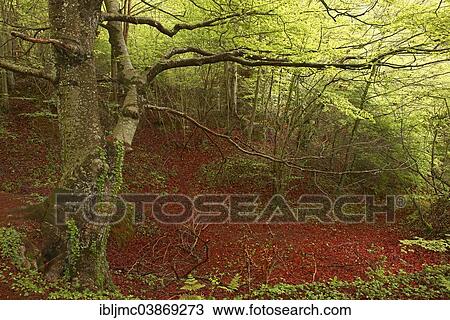 "Beech trees, Urbasa-Andia Natural Park, Navarre, Spain, Europe" View Large Photo Image Stock Image - "Beech trees, Urbasa-Andia Natural Park, Navarre, Spain, Europe". Fotosearch