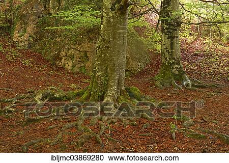 "Beech trees, Urbasa-Andia Natural Park, Navarre, Spain, Europe" View Large Photo Image Stock Image - "Beech trees, Urbasa-Andia Natural Park, Navarre, Spain, Europe". Fotosearch