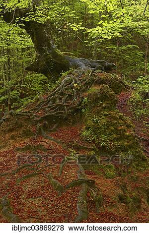"Beech trees, Urbasa-Andia Natural Park, Navarre, Spain, Europe" View Large Photo Image Stock Photo - "Beech trees, Urbasa-Andia Natural Park, Navarre, Spain, Europe". Fotosearch