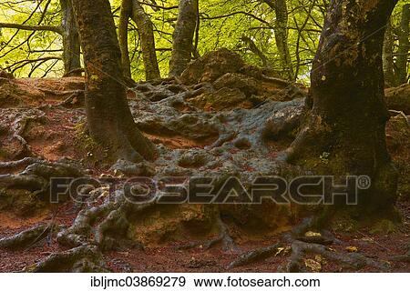 "Beech trees, Urbasa-Andia Natural Park, Navarre, Spain, Europe" View Large Photo Image Stock Photo - "Beech trees, Urbasa-Andia Natural Park, Navarre, Spain, Europe". Fotosearch