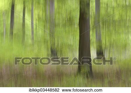 "Beeches (Fagus sylvatica), beech forest, blurred, abstract, Binz, Mecklenburg-Western Pomerania, Germany, Europe" View Large Photo Image Stock Image - "Beeches (Fagus sylvatica), beech forest, blurred, abstract, Binz, Mecklenburg-Western Pomerania, Germany, Europe". Fotosearch
