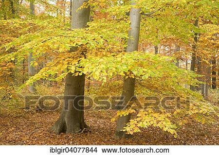 "Beeches (Fagus sylvatica) in autumn colors, Thuringia, Germany, Europe" View Large Photo Image Picture - "Beeches (Fagus sylvatica) in autumn colors, Thuringia, Germany, Europe". Fotosearch