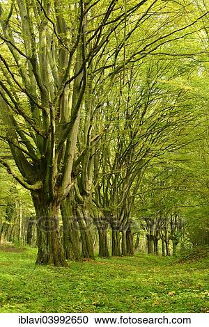 Stock Image - "Beeches, remains of an avenue, at Freyburg Unstrut, Saxony-Anhalt, Germany, Europe". Fotosearch