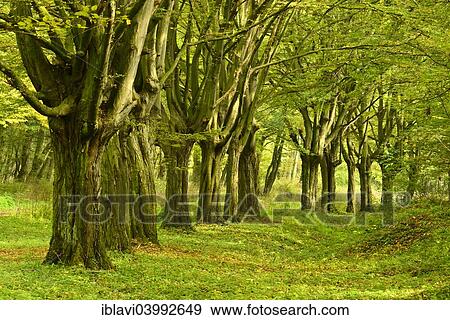 "Beeches, remains of an avenue, at Freyburg Unstrut, Saxony-Anhalt, Germany, Europe" View Large Photo Image Stock Photo - "Beeches, remains of an avenue, at Freyburg Unstrut, Saxony-Anhalt, Germany, Europe". Fotosearch