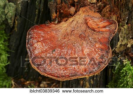"Beefsteak Fungus, Beefsteak Polypore or Ox Tongue (Fistulina hepatica), North Rhine-Westphalia, Germany, Europe" View Large Photo Image Stock Photograph - "Beefsteak Fungus, Beefsteak Polypore or Ox Tongue (Fistulina hepatica), North Rhine-Westphalia, Germany, Europe". Fotosearch