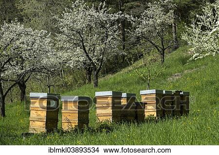"Beehives, housing for honey bees in an orchard, Uberlingen, Bodenseekreis district, Baden-Wurttemberg, Germany, Europe" View Large Photo Image Picture - "Beehives, housing for honey bees in an orchard, Uberlingen, Bodenseekreis district, Baden-Wurttemberg, Germany, Europe". Fotosearch