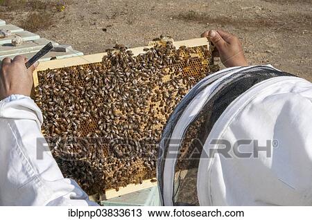 Beekeeper checking a frame of brood View Large Photo Image Stock Image - Beekeeper checking a frame of brood. Fotosearch