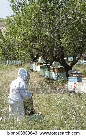 Beekeeper checking a frame of brood View Large Photo Image Stock Image - Beekeeper checking a frame of brood. Fotosearch