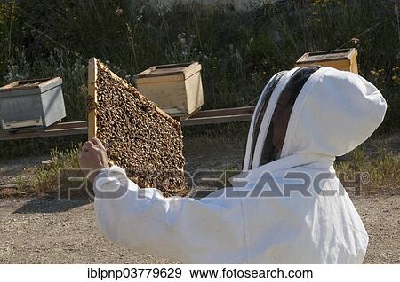 Beekeeper checking a frame of brood View Large Photo Image Stock Photo - Beekeeper checking a frame of brood. Fotosearch