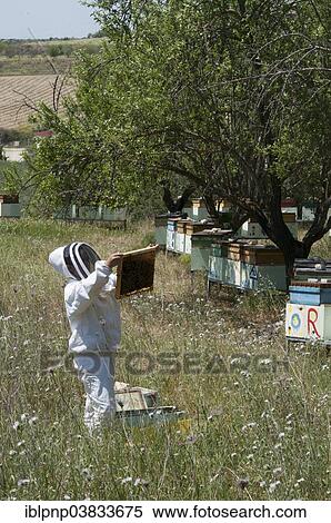 Beekeeper checking a frame of brood View Large Photo Image Stock Photography - Beekeeper checking a frame of brood. Fotosearch