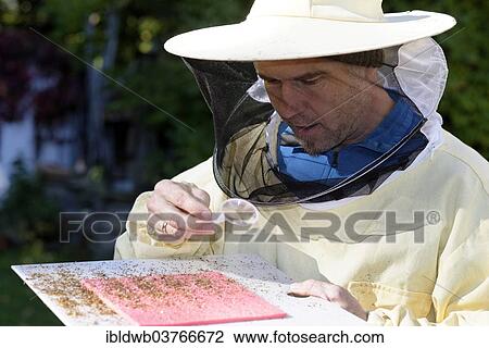 "Beekeeper checking his colonies for the Varroa mite infestation (Varroa destructor), Upper Bavaria, Bavaria, Germany, Europe" View Large Photo Image Stock Image - "Beekeeper checking his colonies for the Varroa mite infestation (Varroa destructor), Upper Bavaria, Bavaria, Germany, Europe". Fotosearch