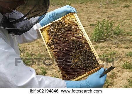 Beekeeper inspecting brood frame which shows worker honey bees tending larva cells View Large Photo Image Stock Photograph - Beekeeper inspecting brood frame which shows worker honey bees tending larva cells. Fotosearch