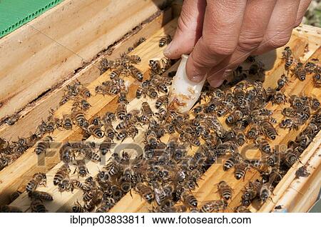 "Beekeeping, insertion of a cage with a new queen" View Large Photo Image Stock Image - "Beekeeping, insertion of a cage with a new queen". Fotosearch