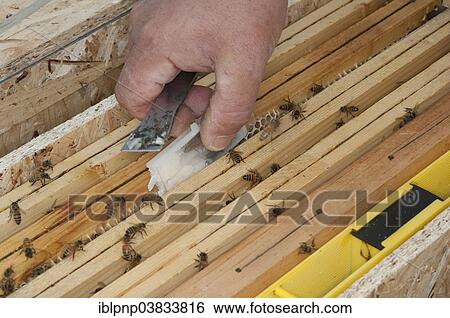 "Beekeeping, insertion of a cage with a new queen" View Large Photo Image Stock Photograph - "Beekeeping, insertion of a cage with a new queen". Fotosearch