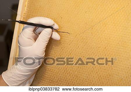 Beekeper producing honey bee queen cells by grafting larvae into artificial cell cups that mimic the natural size and form View Large Photo Image Stock Image - Beekeper producing honey bee queen cells by grafting larvae into artificial cell cups that mimic the natural size and form. Fotosearch