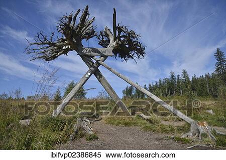 "Begin of the Lotharpfad trail at Schliffkopf mountain at the Black Forest High Road, adventure trail through a swath of destruction created by Hurricane Lothar in 1999, overturned forest area, Black Forest, Baden-Wuerttemberg, Germany, Europe" View Large Photo Image Stock Photography - "Begin of the Lotharpfad trail at Schliffkopf mountain at the Black Forest High Road, adventure trail through a swath of destruction created by Hurricane Lothar in 1999, overturned forest area, Black Forest, Baden-Wuerttemberg, Germany, Europe". Fotosearch