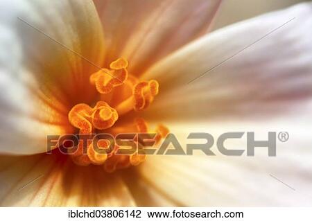 "Begonia (Begonia), flower, macro shot" View Large Photo Image Stock Image - "Begonia (Begonia), flower, macro shot". Fotosearch