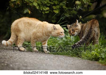 Behavior between rival males, light red tabby cat dominating a gray tabby cat View Large Photo Image Stock Photo - Behavior between rival males, light red tabby cat dominating a gray tabby cat. Fotosearch