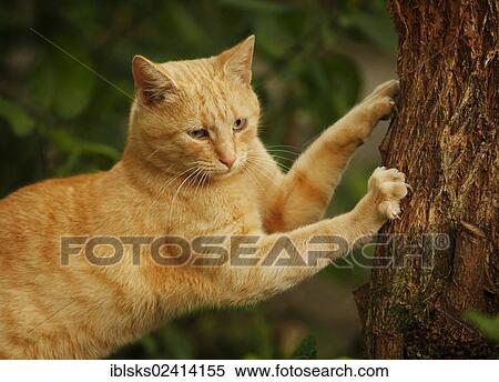 Behaviour, red tabby cat sharpening its claws on a tree View Large Photo Image Stock Photography - Behaviour, red tabby cat sharpening its claws on a tree. Fotosearch