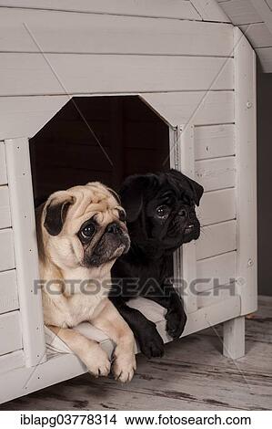 Beige and Black Pugs in a kennel View Large Photo Image Picture - Beige and Black Pugs in a kennel. Fotosearch