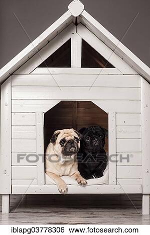 Beige and Black Pugs in a kennel View Large Photo Image Stock Photograph - Beige and Black Pugs in a kennel. Fotosearch