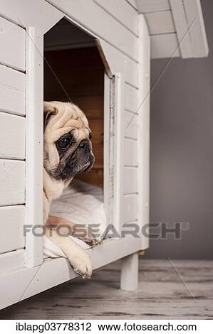 Beige pug lying in a kennel View Large Photo Image Stock Image - Beige pug lying in a kennel. Fotosearch