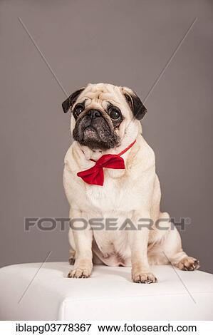 Beige Pug wearing a red bow tie View Large Photo Image Stock Photo - Beige Pug wearing a red bow tie. Fotosearch