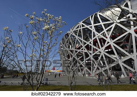 "Beijing Olympic Stadium, National Stadium, Bird's Nest, Olympic Green Olympic Park, Beijing, China, Asia" View Large Photo Image Stock Photo - "Beijing Olympic Stadium, National Stadium, Bird's Nest, Olympic Green Olympic Park, Beijing, China, Asia". Fotosearch