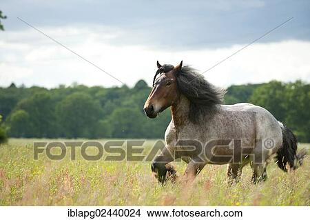 Belgian Draft Horse galloping across a meadow View Large Photo Image Picture - Belgian Draft Horse galloping across a meadow. Fotosearch