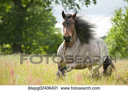 Belgian Draft Horse galloping across a meadow View Large Photo Image Stock Image - Belgian Draft Horse galloping across a meadow. Fotosearch