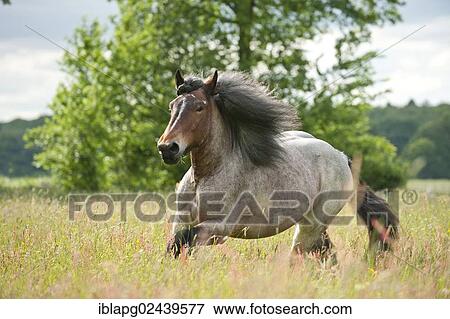 Belgian Draft horse galloping across a meadow View Large Photo Image Stock Photo - Belgian Draft horse galloping across a meadow. Fotosearch