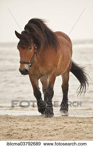 "Belgian Draft Horse gelding, roaming free on the beach of Borkum, Lower Saxony, Germany, Europe" View Large Photo Image Stock Photo - "Belgian Draft Horse gelding, roaming free on the beach of Borkum, Lower Saxony, Germany, Europe". Fotosearch
