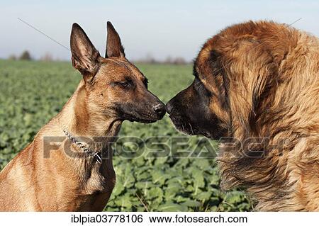 Belgian Shepherd Dog and Leonberger sniffing each other View Large Photo Image Stock Photograph - Belgian Shepherd Dog and Leonberger sniffing each other. Fotosearch