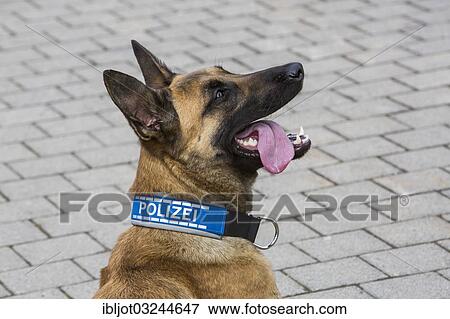 "Belgian Shepherd dog, police dog, sniffer police with police collar, Germany, Europe" View Large Photo Image Stock Photo - "Belgian Shepherd dog, police dog, sniffer police with police collar, Germany, Europe". Fotosearch