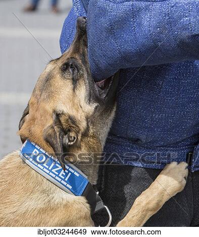 "Belgian Shepherd dog, police dog, guard dog with a police collar, locking jaws during an exercise with a pretend offender in a protective suit, Germany, Europe" View Large Photo Image Stock Photo - "Belgian Shepherd dog, police dog, guard dog with a police collar, locking jaws during an exercise with a pretend offender in a protective suit, Germany, Europe". Fotosearch