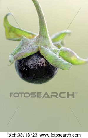"Belladonna or Deadly Nightshade (Atropa belladonna), berry, Bavaria, Germany, Europe" View Large Photo Image Stock Image - "Belladonna or Deadly Nightshade (Atropa belladonna), berry, Bavaria, Germany, Europe". Fotosearch