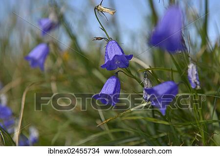 "Bellflower (Campanula sp. ), Chiemgau, Bavaria, Germany, Europe" View Large Photo Image Picture - "Bellflower (Campanula sp. ), Chiemgau, Bavaria, Germany, Europe". Fotosearch