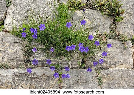 Picture - "Bellflower (Campanula sp. ), garden plant". Fotosearch